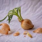 Plant-Based and Vegan Fabrics: The Rise of Mushroom and Pineapple Leather