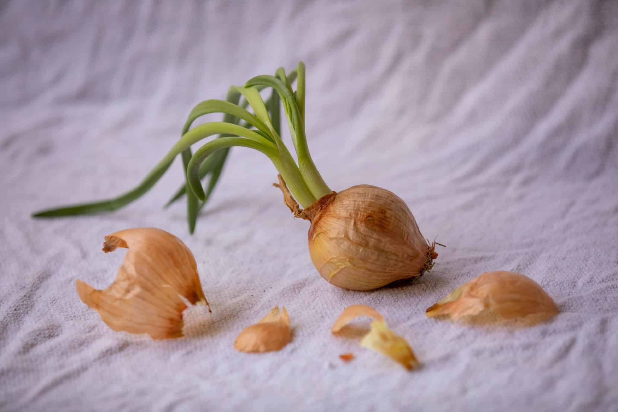 Plant-Based and Vegan Fabrics: The Rise of Mushroom and Pineapple Leather