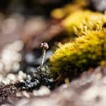 Hybrid Powertrains Gain Momentum as EV Growth Slows