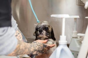Pet Water Fountains with UV-C Filtration