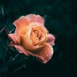 Romantic Ruffles: Voluminous Details for Dramatic Looks