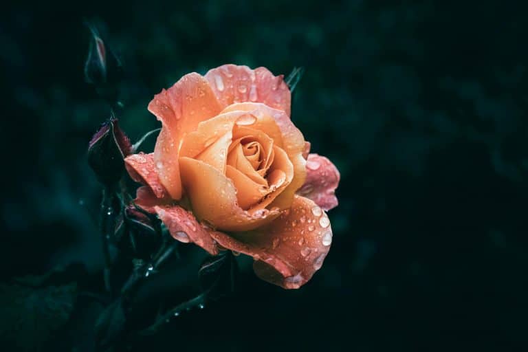 Romantic Ruffles: Voluminous Details for Dramatic Looks