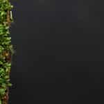 Sustainable Seafood: Choosing Eco-Friendly Options