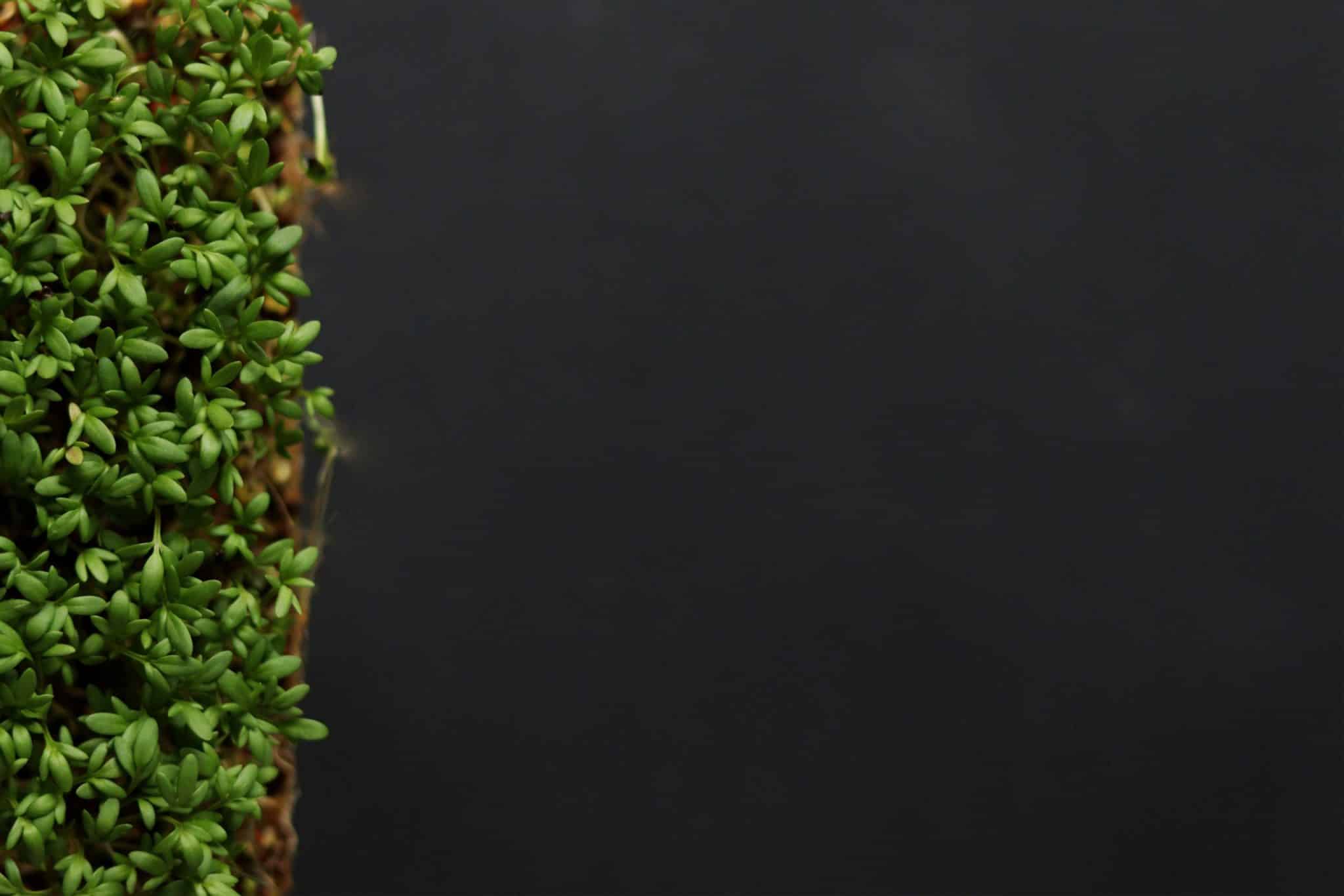 Sustainable Seafood: Choosing Eco-Friendly Options