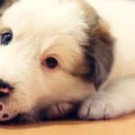 AI-Powered Pet Toys for Furry Friends