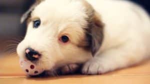 AI-Powered Pet Toys for Furry Friends