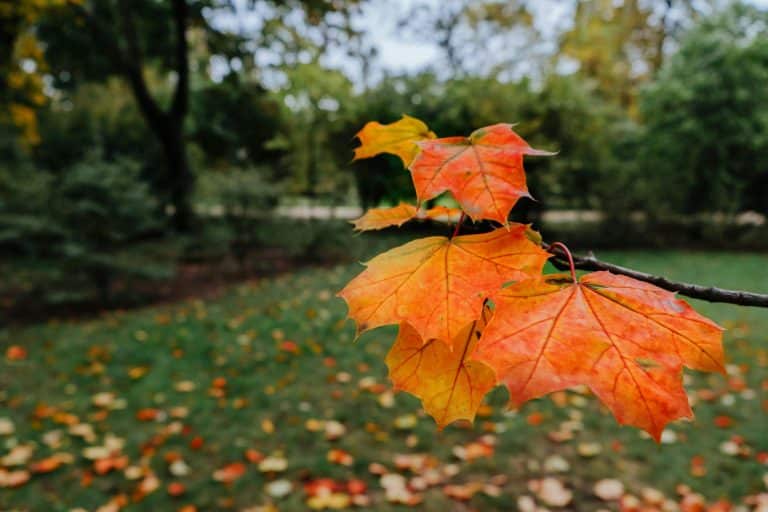 Red Trainers: Bold Footwear for the Season