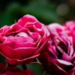 Picnic-Ready Plaids: Classic Patterns for a Fresh Season