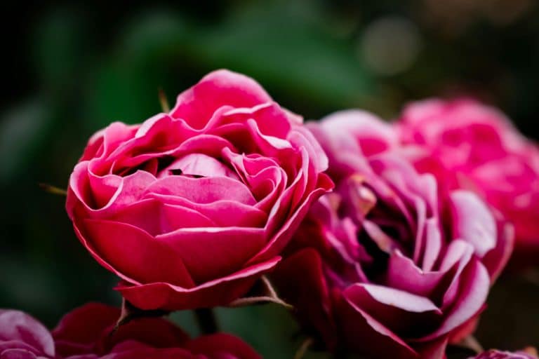 Picnic-Ready Plaids: Classic Patterns for a Fresh Season