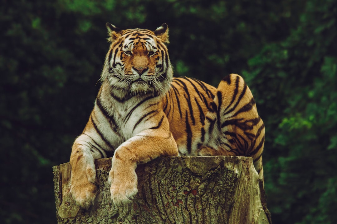 Best Places to See Wildlife on Vacation
