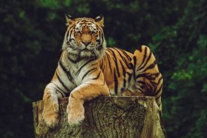 Best Places to See Wildlife on Vacation