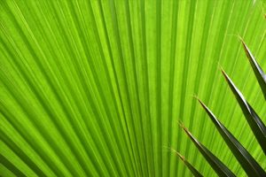 Best Eco-Lodges and Green Resorts for Sustainable Stays